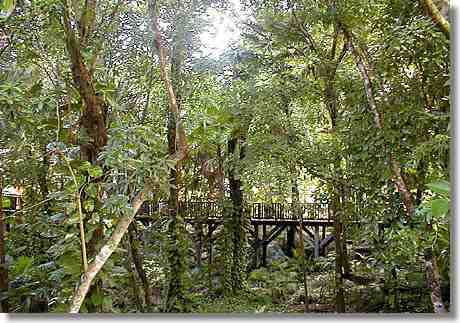 Urwald pur...