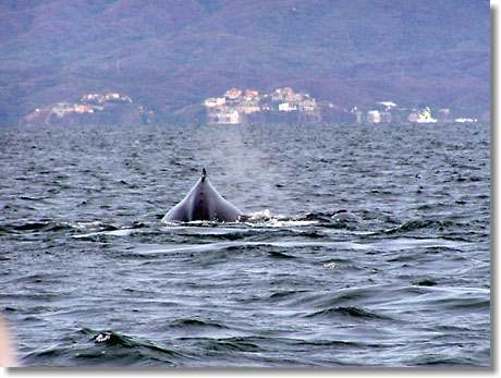 Umkreissuche: Puerto Vallarta - Wale