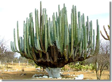 Umkreissuche: Kaktus in Mexiko