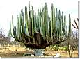 Kaktus in Mexiko