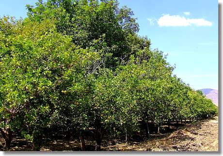 Limettenbume in Mexiko