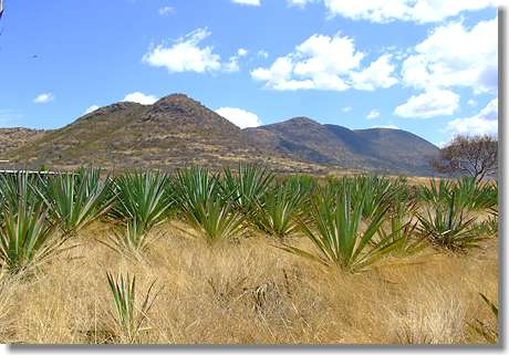 Agaven-Plantage in Mexiko