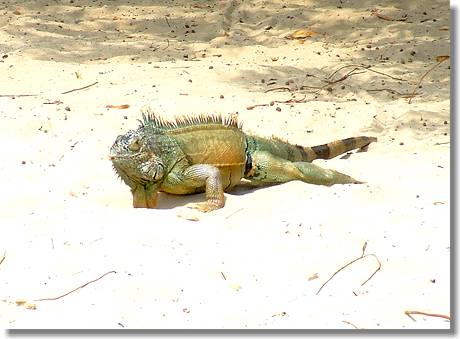 Leguan am Strand von Mexiko