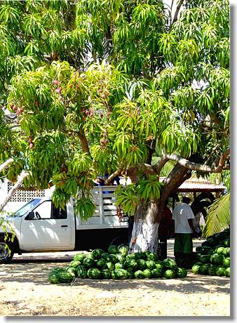 Mangobaum und Wassermelonen