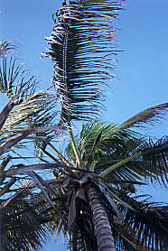 Palmen in Cancun